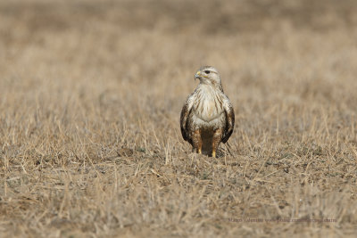 Long-legged Buzzard - Buteo rufinus