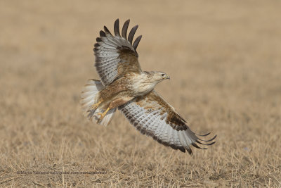 Long-legged Buzzard - Buteo rufinus