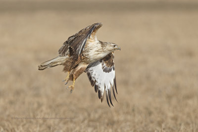 Long-legged Buzzard - Buteo rufinus