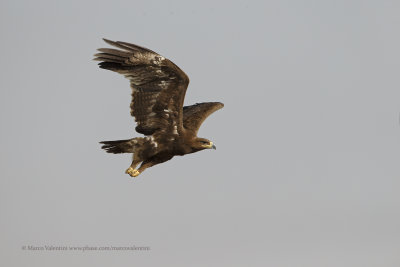 Steppe eagle - Aquila nipalensis