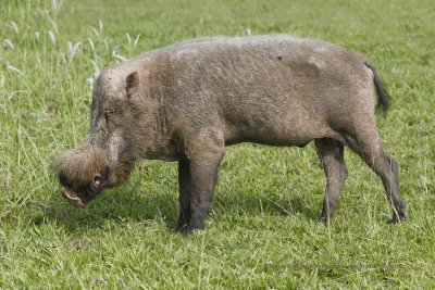 Bornean bearded Pig - Sus barbatus