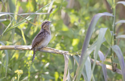 Wryneck - Jynx torquilla
