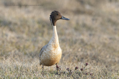 Pintail - Anas acuta