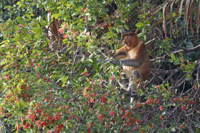 Proboscis monkey - Nasalis larvatus