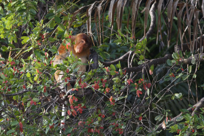Proboscis monkey - Nasalis larvatus
