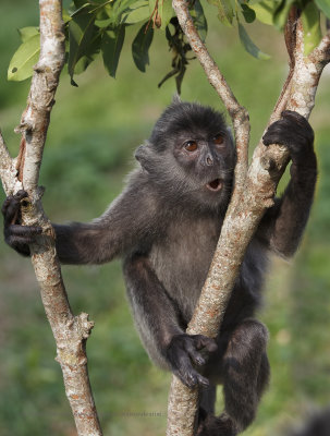 Silver leaf monkey - Trachypitechus cristatus