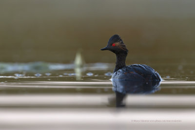 Black-necked greebe - Podiceps nigricollis