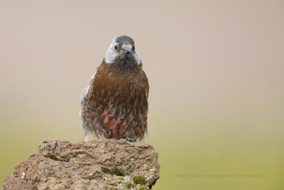 Grey-crowned Rosy-finch - Leucosticte tephrocotis