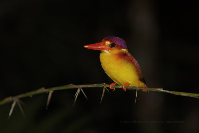 Rufous-backed Dwarf-Kingfisher - Ceyx rufidorsa