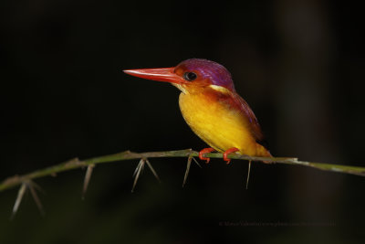 Rufous-backed Dwarf-Kingfisher - Ceyx rufidorsa