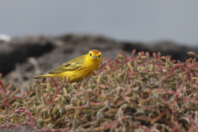 American Yellow Warbler - Dendroica petechia