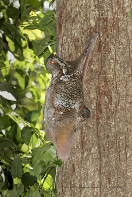 Colugo - Cynocephalus variegatus