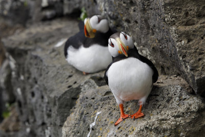 Horned Puffin - Fratercula corniculata