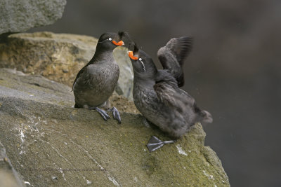 Crested Auklet - Aethia cristatella