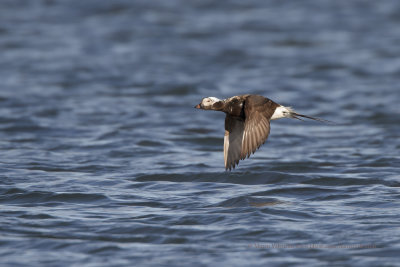 Long-tailed duck - Clangula hyemalis