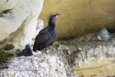 Northern bald Ibis - Geronticus eremita