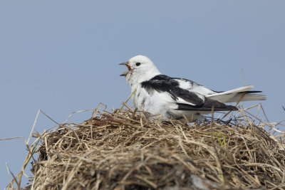 Snow bunting - Plectrophenax nivalis