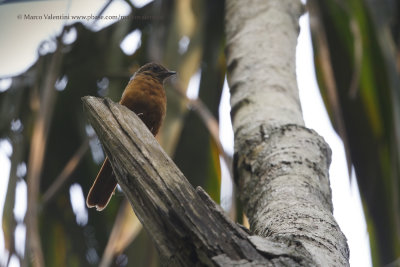 Little greenbul - Andropadus virens