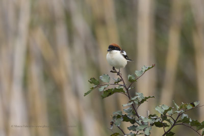 Woodchat shrike - Lanius senator