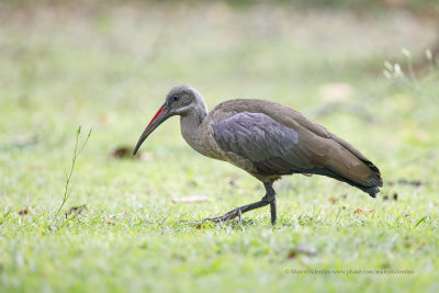 Hadeda ibis - Bostrychia hagedash