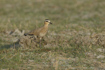 Sociable plover - Vanellus gregarius