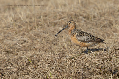 Long-billed Dowitcher - Limnodromus scolopaceus