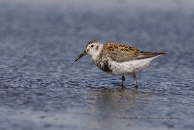 Rock Sandpiper - Calidris ptilocnemis