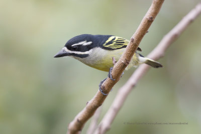 Yellow-rumped Tinkerbird - Pogoniulus bilineatus