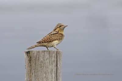 Wryneck - Jynx torquilla