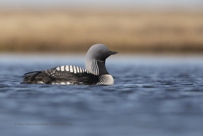 Pacific loon - Gavia pacifica