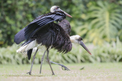 African Wolly-necked Stork - Ciconia microscelis