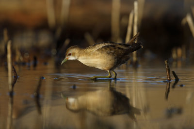 Little crake - Porzana parva