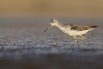 Greenshank - Tringa nebularia