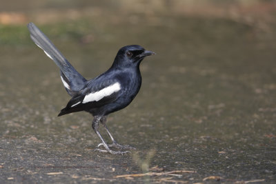 Oriental magpie robin - Copsychus saularis