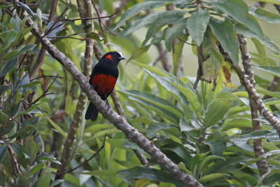 Scarlet-bellied Mountain Tanager - Anisognathus igniventris