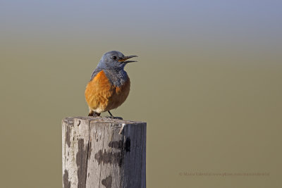 Sentinel Rock-thrush - Monticola explorator