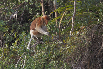 Proboscis monkey - Nasalis larvatus