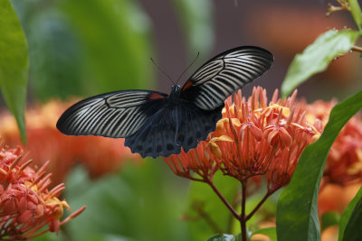 Papilio memnon