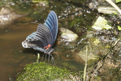 Papilio memnon