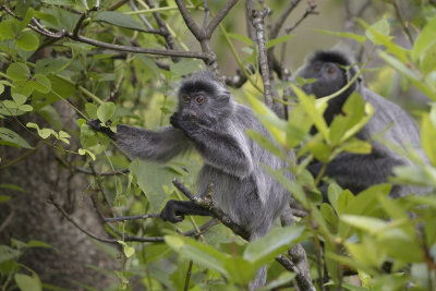 Silver leaf monkey - Trachypitechus cristatus