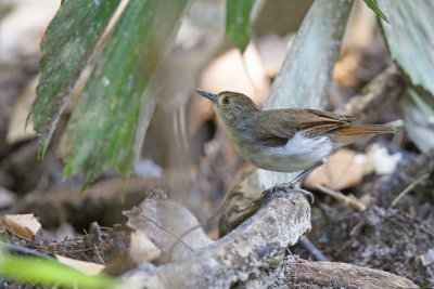 Sooty-capped Babbler - Malacopteron affine