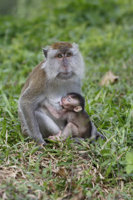 Long-tailed macaque - Macaca fascicularis