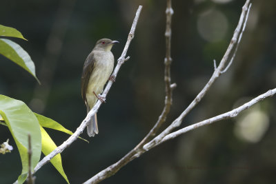 Olive-winged Bulbul - Pycnonotus plumosus