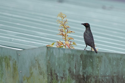 Asian Glossy Starling - Aplonis panayensis