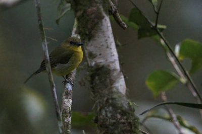 Bornean Whistler - Pachycephala hypoxantha