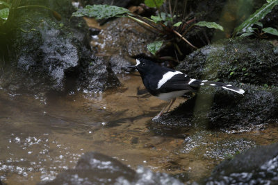 White-crowned Forktail - Enicurus leschenaulti