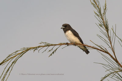 White-breasted Woodswallow - Artamus leucorhyncus
