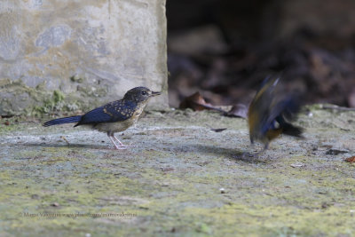 Mangrove Blue-flycatcher - Cyornis rufigastra