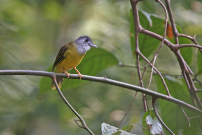 Yellow-bellied Bulbul - Alophoixus phaeocephalus