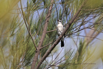 Pied triller - Lalage nigra